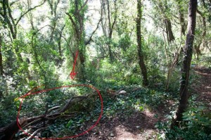 Il tratto sul quale sono stati tagliati alberi e arbusti per consentire la creazione di una vera e propria pista per cross-bike e moto-bike